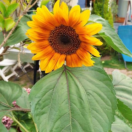 Un Deux Pieces Et Un Jardin A 빌쥐이프 외부 사진